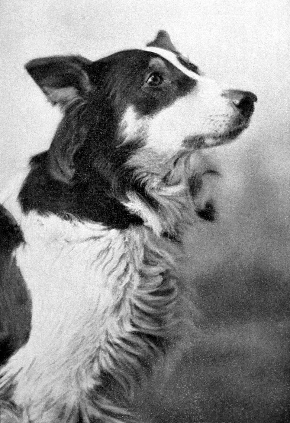 Jean, the Vitagraph Dog, portrait, 1911