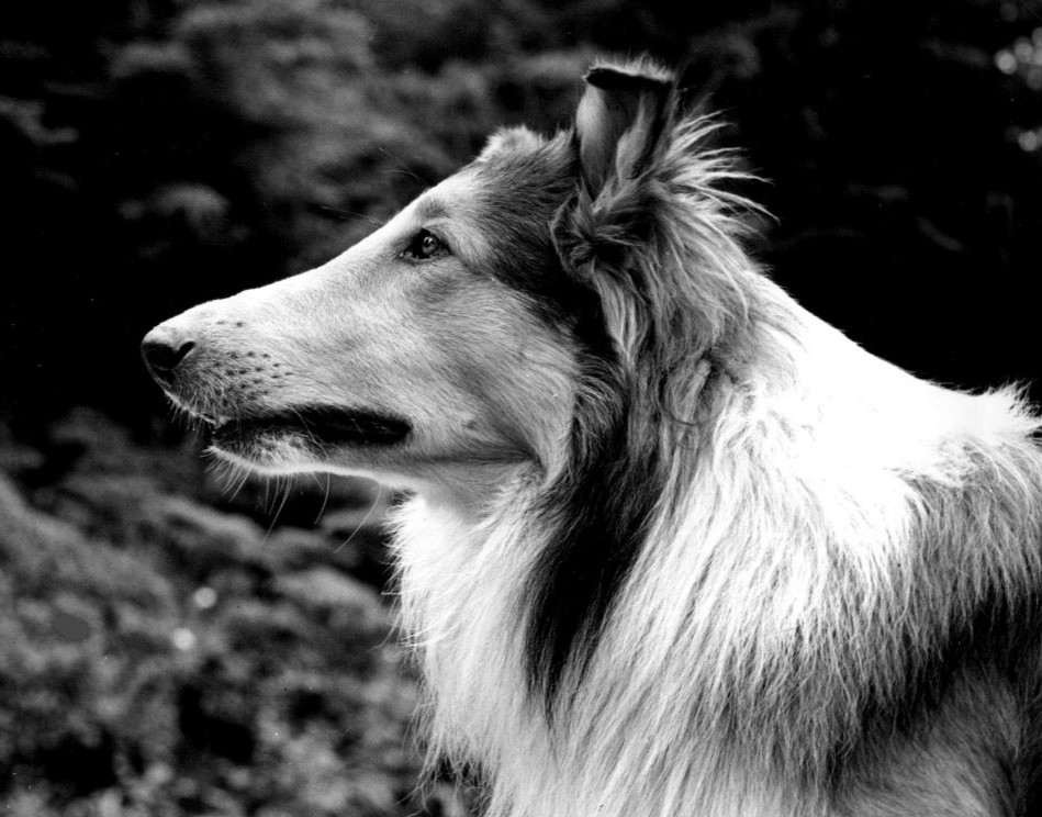 Pal as Lassie, 1942