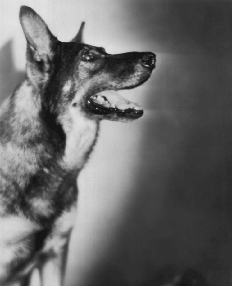 Rin Tin Tin, 1929