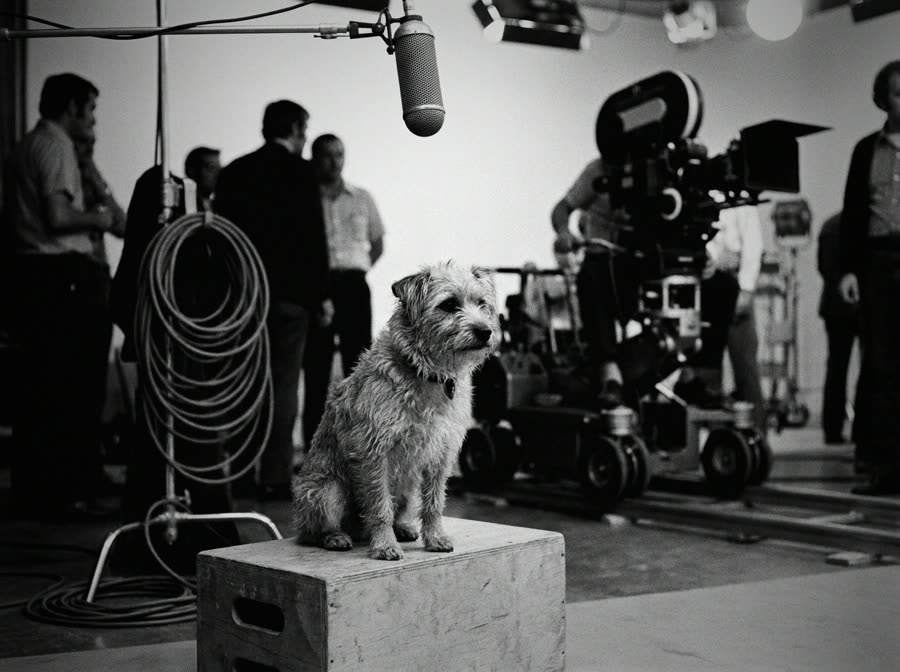 A small dog on a soundstage between takes, mid-1970s