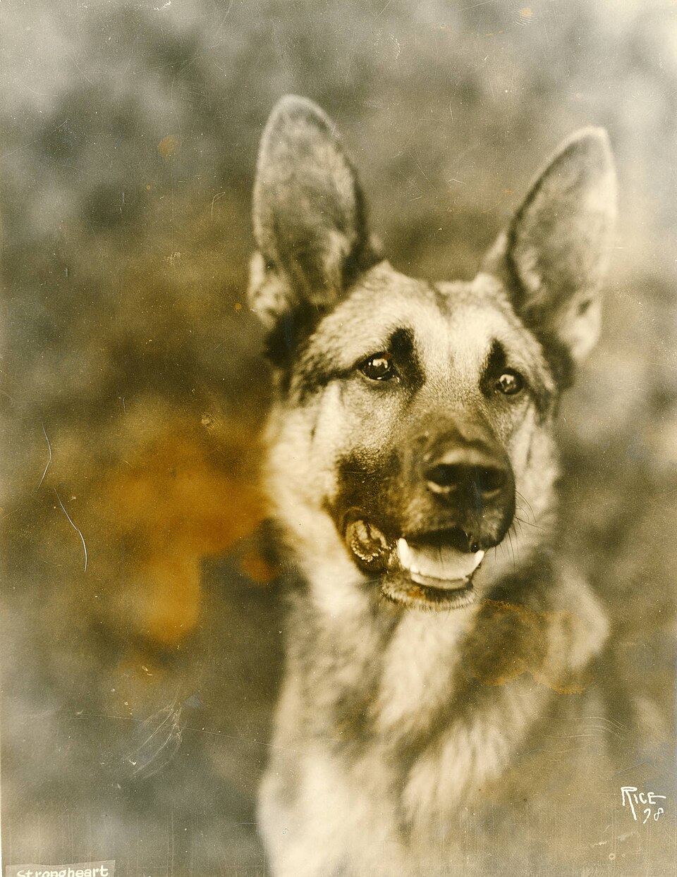 Strongheart, studio portrait, 1921