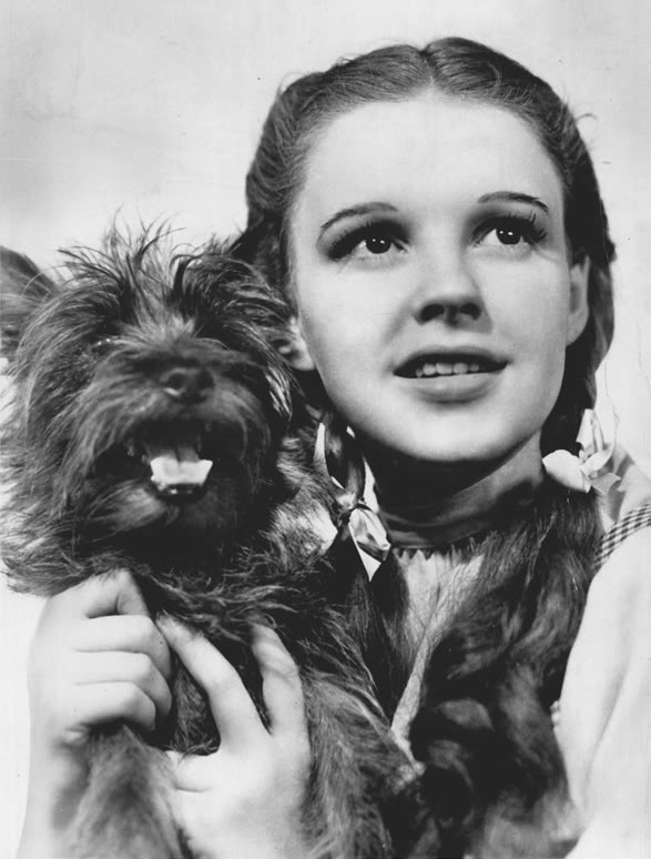 Judy Garland holding Terry, The Wizard of Oz, 1939